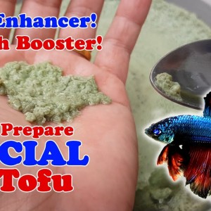 How To: Prepare & Cook Special Egg Tofu | Steamed Egg | Betta Food | Color Enhancer & Growth Booster