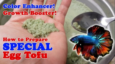 How To: Prepare & Cook Special Egg Tofu | Steamed Egg | Betta Food | Color Enhancer & Growth Booster