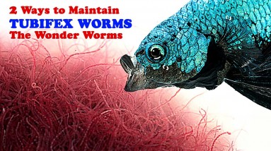 2 Ways to Maintain Tubifex Worms | Tropical fish Live food | Betta Fish