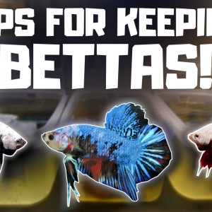 7 Tips for Keeping Bettas Happy and Healthy!