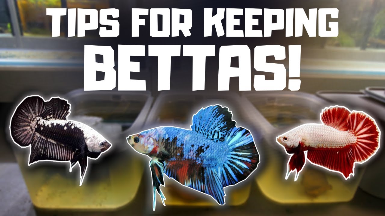 7 Tips For Keeping Bettas Happy And Healthy!