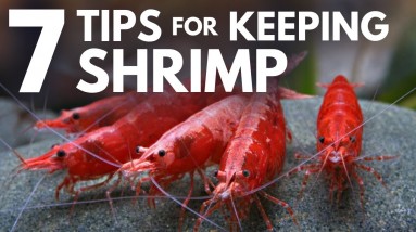 7 Tips for Keeping Shrimp in an Aquarium