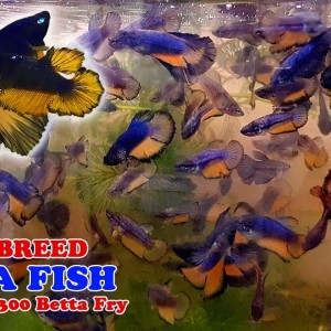 Part 3 - How To: Betta Fish Breeding | More Than 300 Betta Fry (Mustard Gas Rose Tail Halfmoon)