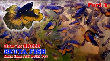 Part 3 - How To: Betta Fish Breeding | More Than 300 Betta Fry (Mustard Gas Rose Tail Halfmoon)