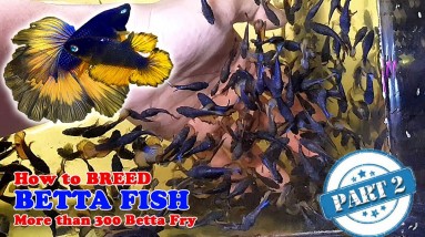 Part 2 - How To: Betta Fish Breeding | More Than 300 Betta Fry (Mustard Gas Rose Tail Halfmoon)