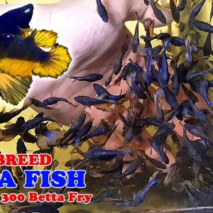 Part 1 - How To: Betta Fish Breeding | More Than 300 Betta Fry (Mustard Gas Rose Tail Halfmoon)