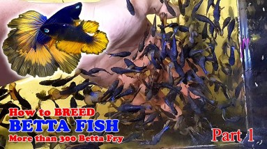 Part 1 - How To: Betta Fish Breeding | More Than 300 Betta Fry (Mustard Gas Rose Tail Halfmoon)