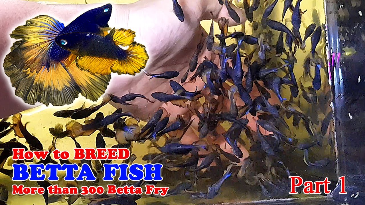 Part 1 How To Betta Fish Breeding More Than 300 Betta Fry (Mustard
