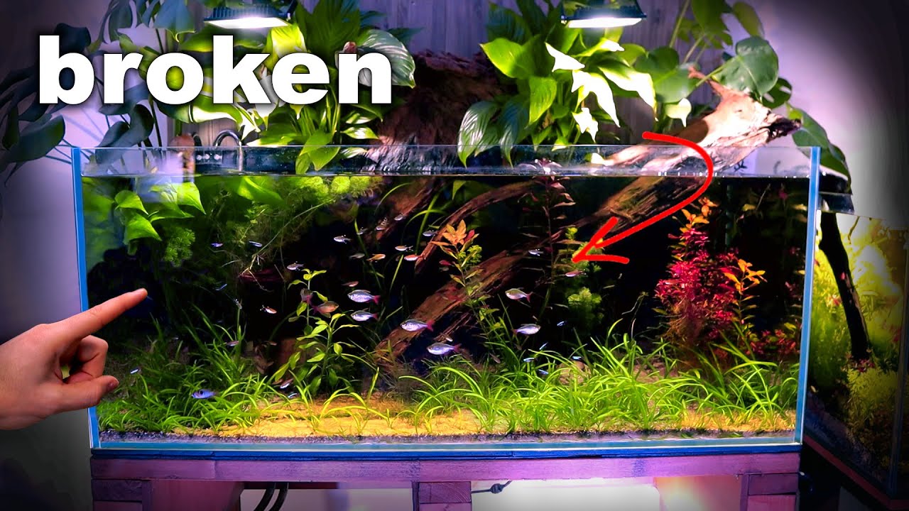 Amazon Aquarium Golden Nugget Tank Adding Blackwater MD Fish Tanks