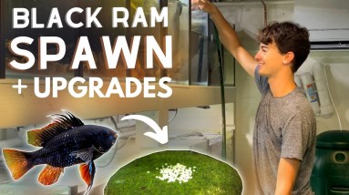 Another HUGE Black Ram Spawn + Filter Upgrades