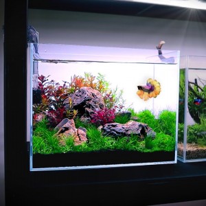 Aquascape Tutorial: RARE Betta Fish Iwagumi (Nano Aquarium)