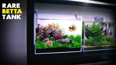 Aquascape Tutorial: RARE Betta Fish Iwagumi (Nano Aquarium)