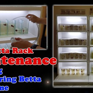 How to Easily Maintain Multiple Bettas | How to treat Non Flaring Betta Syndrome