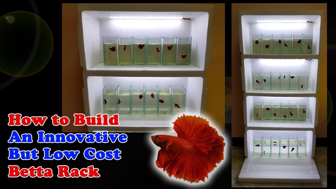 HOW TO BUILD DIY Betta Rack At A Very LOW Cost Update On Betta Fry