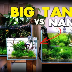 BIG Tank vs NANO Tank (& Timmy the turtle gets a clean) | MD Fish Tanks