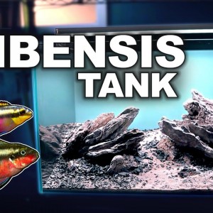 Building THE KRIBENSIS Tank (part 1) | MD Fish Tanks
