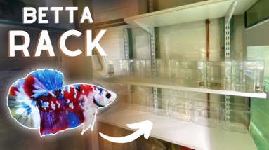 Building the NEW Betta Barracks!