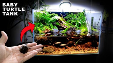 Aquascape Tutorial: BABY TURTLE Paludarium / Aqua Terrarium / Aquarium (How To: Step by Step Guide)