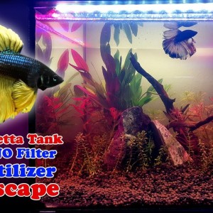 How to set up a planted betta tank - No filter, No CO2, No fert Nano Tank | DIY Aquarium LED Light