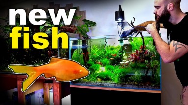 Adding Feature Fish to Buddha Aquarium | Discus Tank Update | MD Fish Tanks