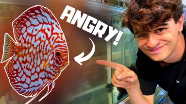 Dealing with Discus AGGRESSION!