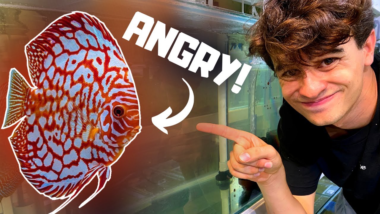Dealing With Discus AGGRESSION!