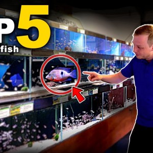 FISH EXPERTS TOP 5 BEGINNER FISH (bonus oddball!) | MD Fish Tanks