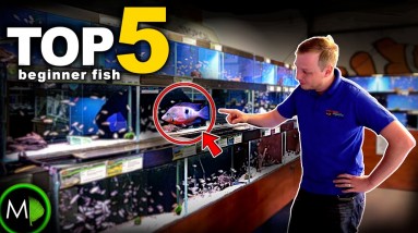 FISH EXPERTS TOP 5 BEGINNER FISH (bonus oddball!) | MD Fish Tanks 10 FISH EXPERTS TOP 5 BEGINNER FISH (bonus oddball!) | MD Fish Tanks
