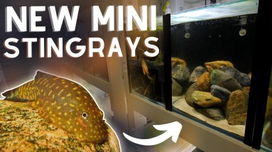 Getting NEW Mini Stingrays! (Borneo Suckers)