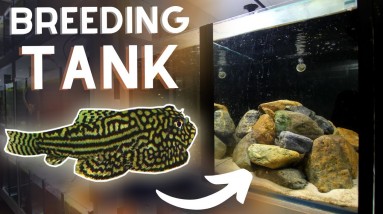 Hillstream Loach BREEDING Tank Setup!