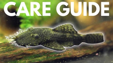 How to Care for Bristlenose Plecos (Beginner Guide)