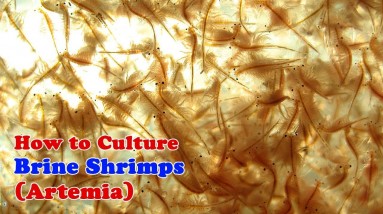 How to Culture Brine Shrimp | Artemia