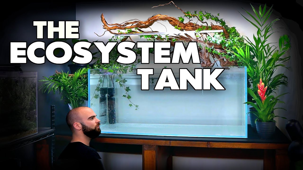 How To Ecosystem Aquarium NO WATER CHANGES (part 1) MD Fish Tanks