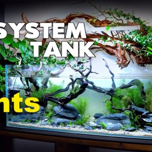 How To: Ecosystem Aquarium (part 3) No Water Changes | MD Fish Tanks