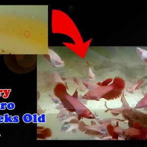 How to grow your betta fish fry quickly | Betta fry from zero to 6 weeks