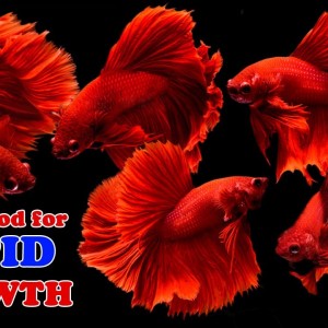How to make Betta Food for Rapid Growth