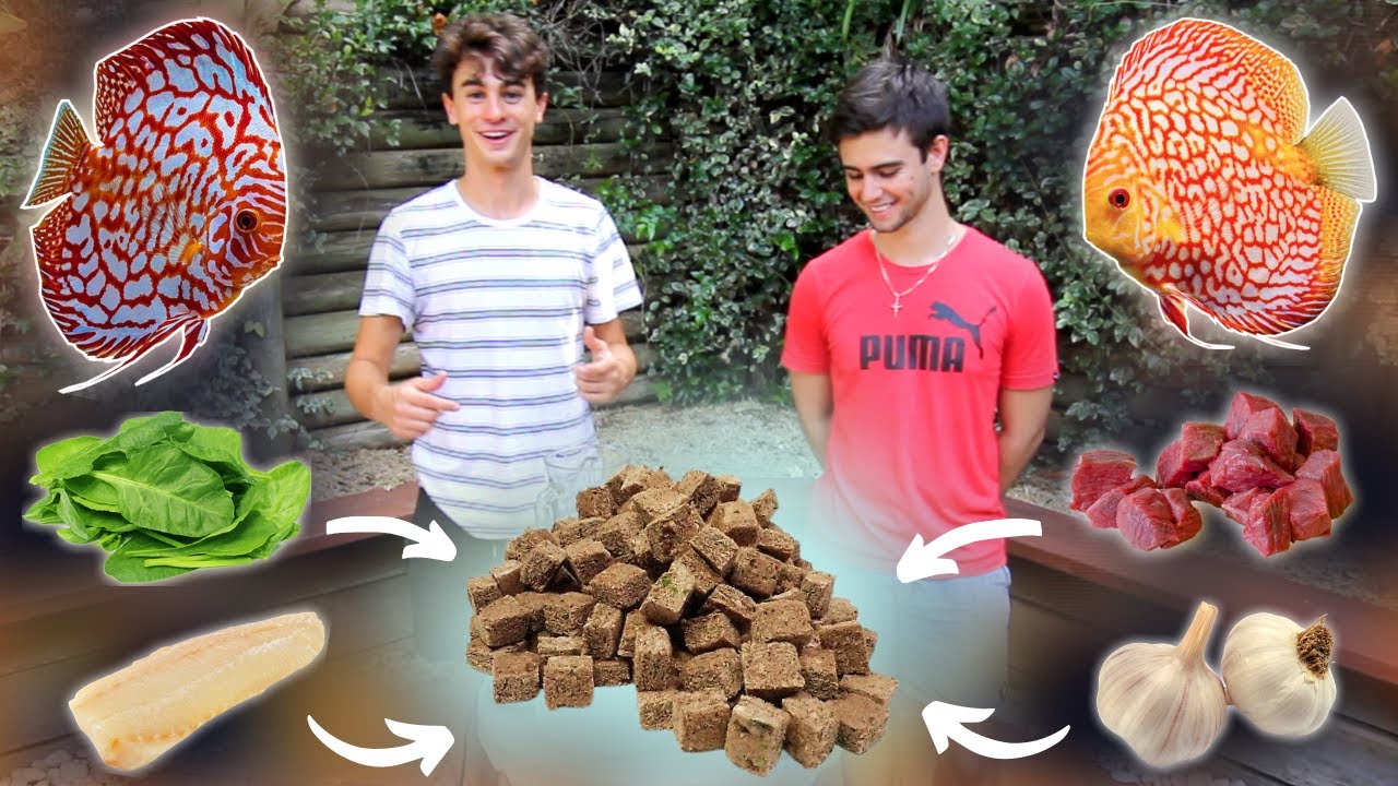 How To Make DIY Discus Food! (Easiest Recipe)