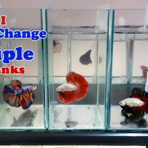 How to Water Change Multiple Betta Tanks Quickly | 10 Bettas in 1 tank