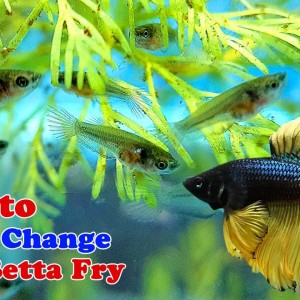 How To Water Change Tiny Betta Fry | Planted Betta Tanks Project