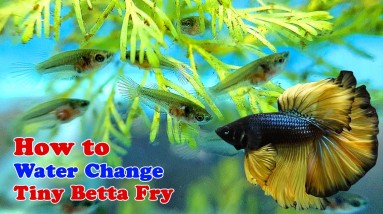 How To Water Change Tiny Betta Fry | Planted Betta Tanks Project