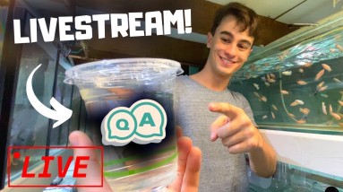 Let's Chat Fish: Q&A