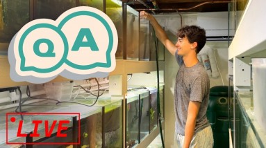 Let's Chat Fish: Q&A