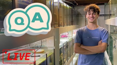 Let's Chat Fish: Q&A