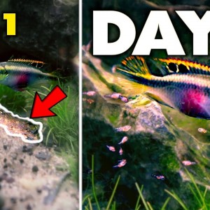 My Fish Had 100’s of BABIES!! (day 1 – 5) | MD Fish Tanks