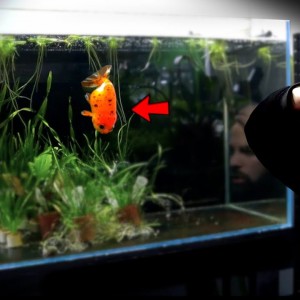 MY GOLDFISH IS SICK!! (I hope she survives) || MD Fish Tanks