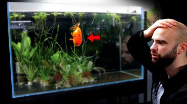 MY GOLDFISH IS SICK!! (I hope she survives) || MD Fish Tanks