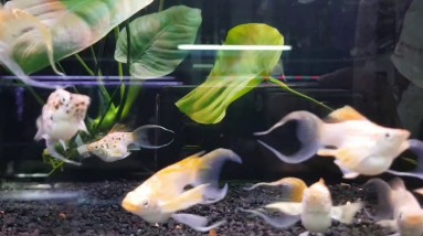24k King Molly Lyre Tail Balloon Mollies | Double Sword Molly | Planted Aquarium