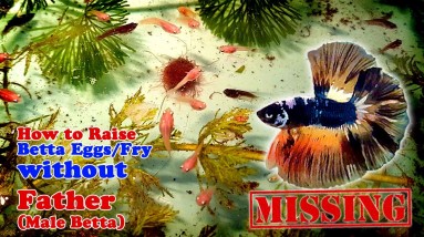 How To RAISE Betta Eggs / Fry without Father (Male Betta) | upto 28 days old vlog
