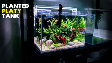 Aquascape Tutorial: Planted Platy Aquarium (How To: Step by Step Fish Tank Guide)