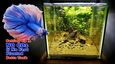 Setting Up A NO CO2, NO Fertilizer, NO filter Planted Betta Tank